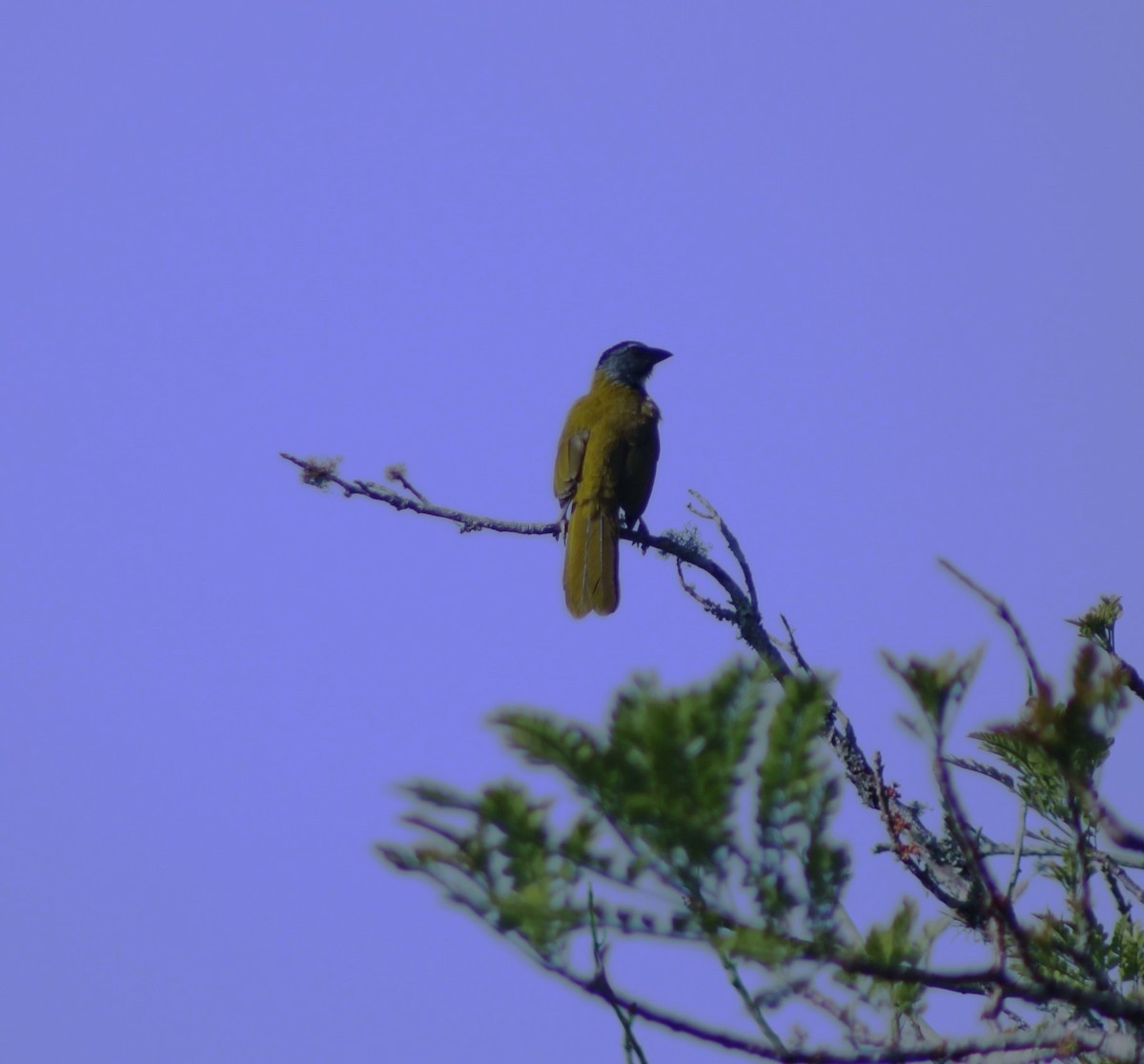 Black-headed Saltator - ML617752922