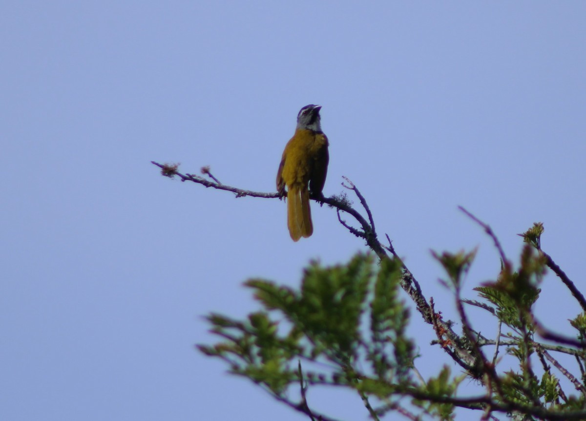 Black-headed Saltator - ML617752923