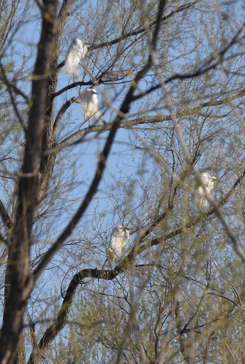 Great Egret - Sandy Hokanson