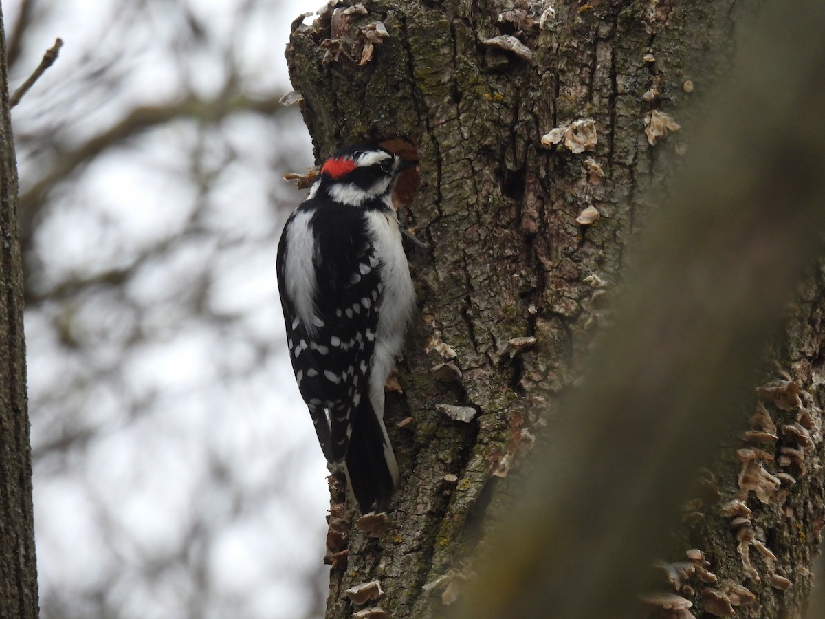 Downy Woodpecker - ML617752985