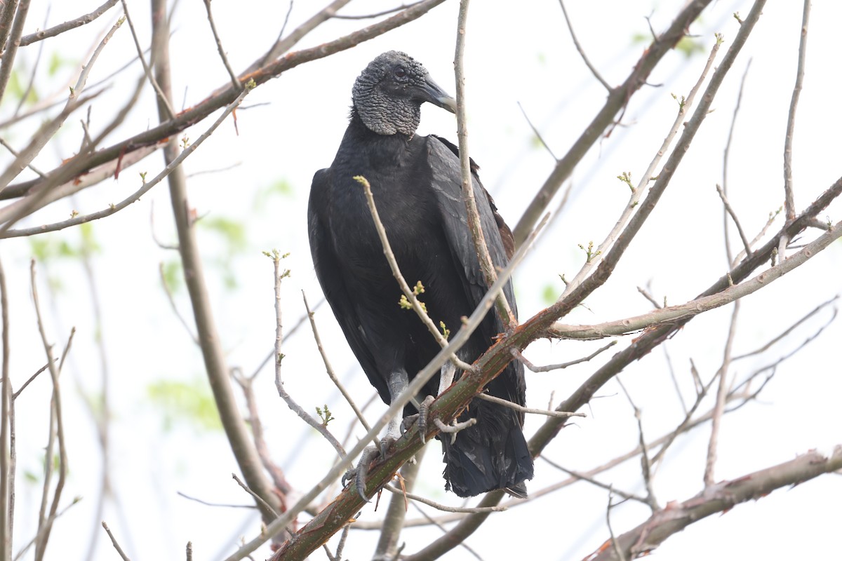 Black Vulture - ML617753041