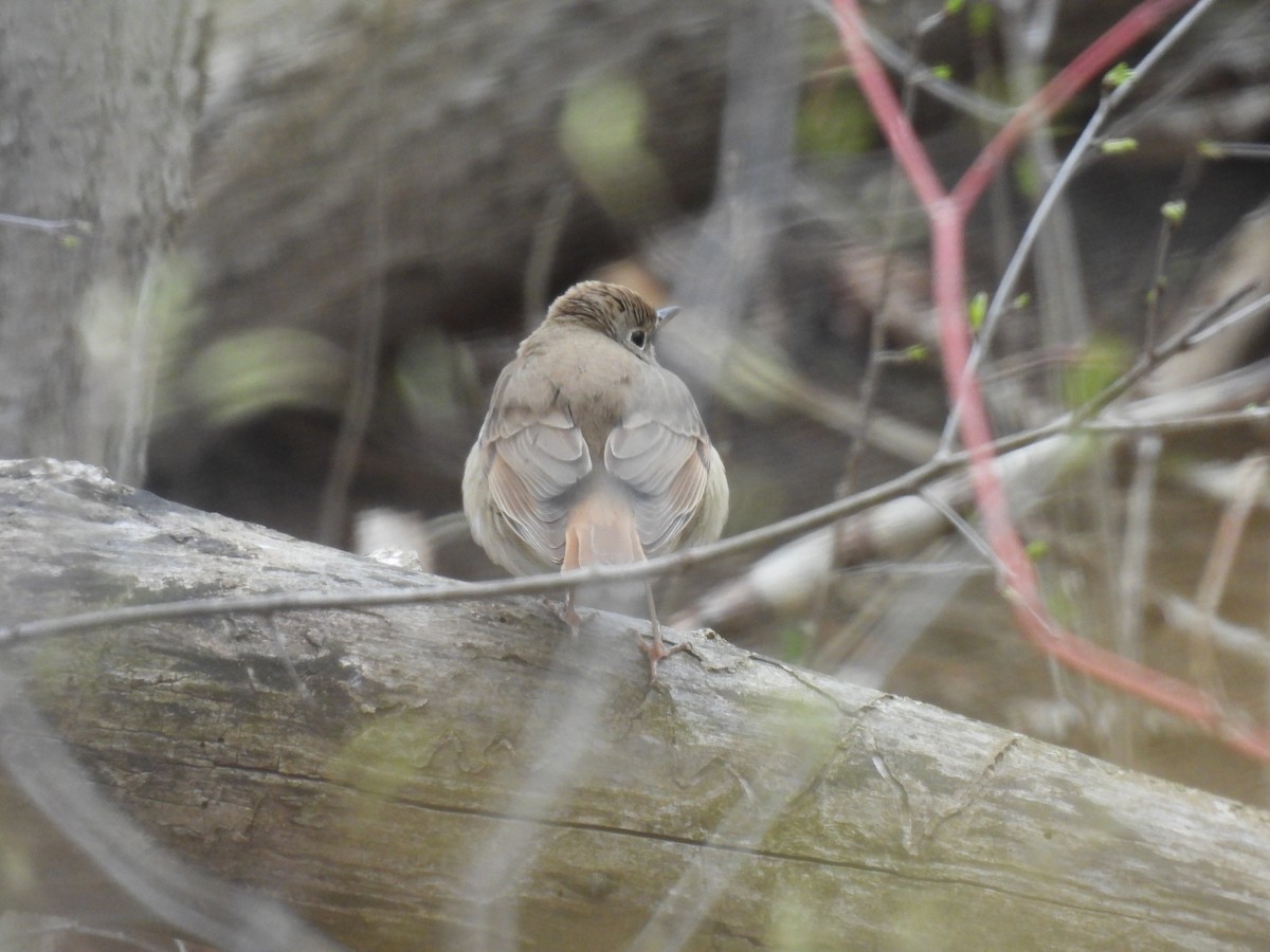 Hermit Thrush - ML617753046