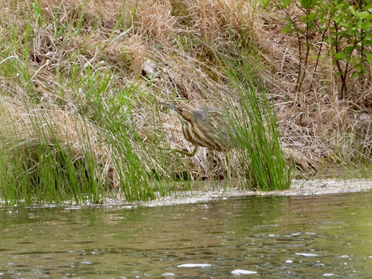 American Bittern - ML617753057