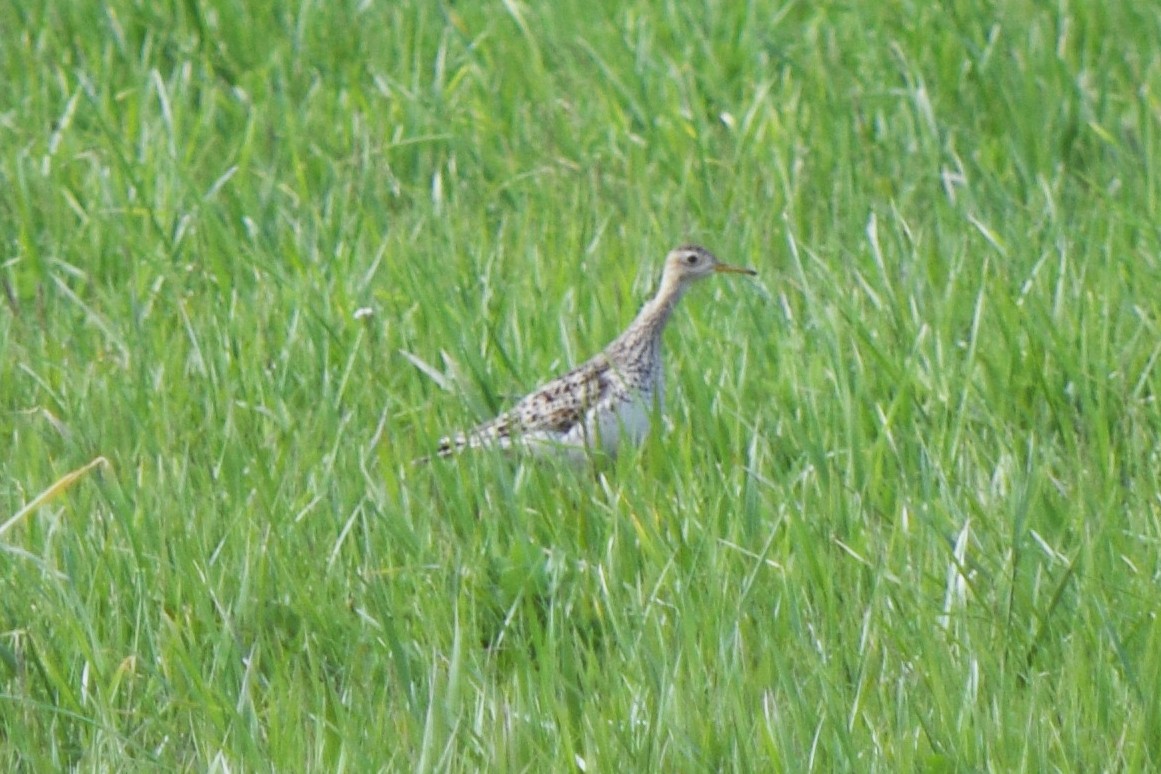 Upland Sandpiper - James Bond