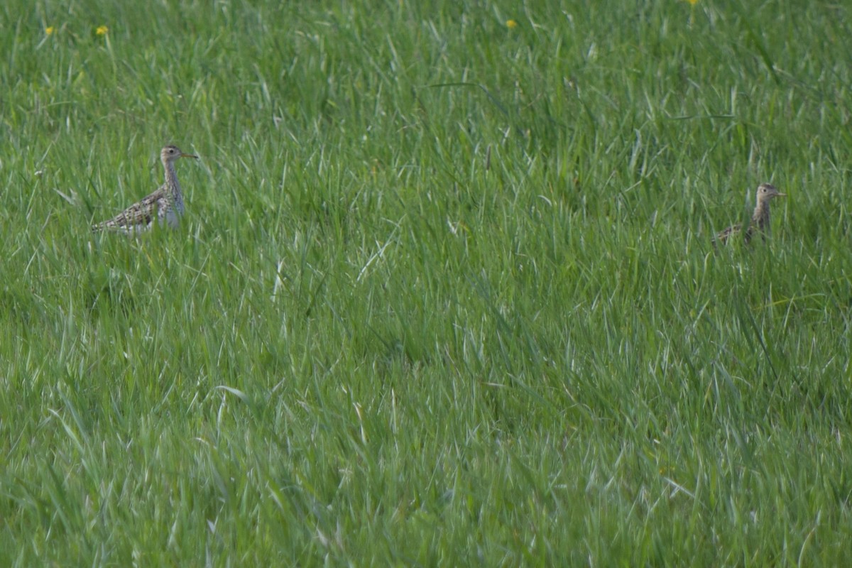 Upland Sandpiper - ML617753112