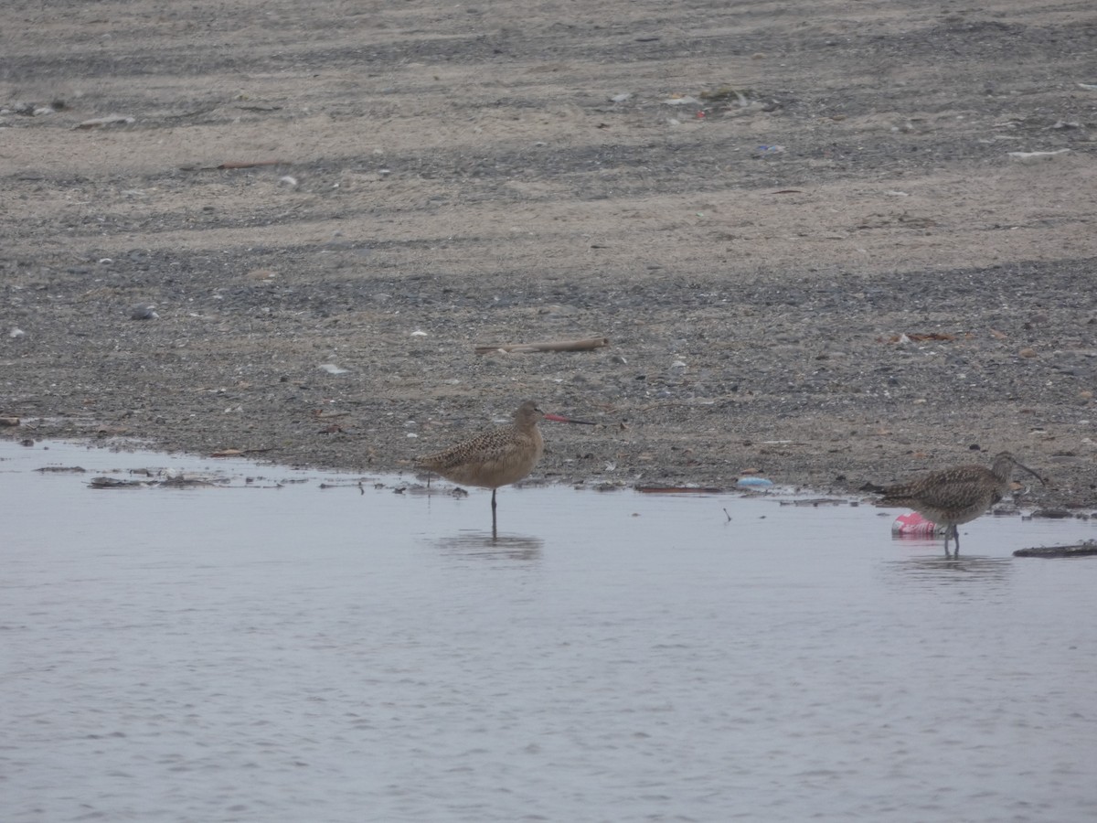 Marbled Godwit - ML617753134