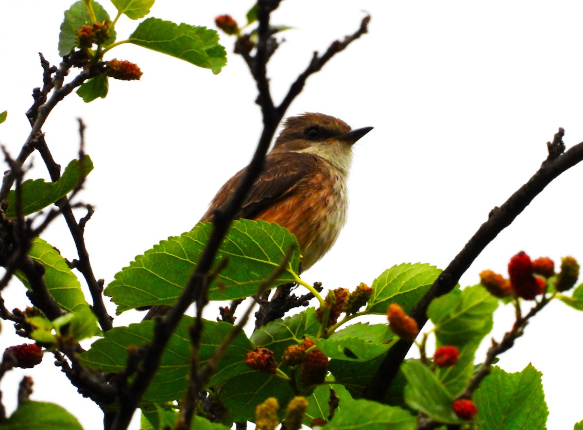 Vermilion Flycatcher - ML617753136