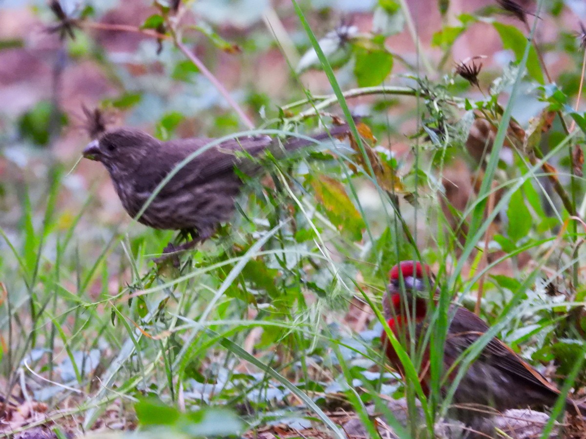 House Finch - ML617753139