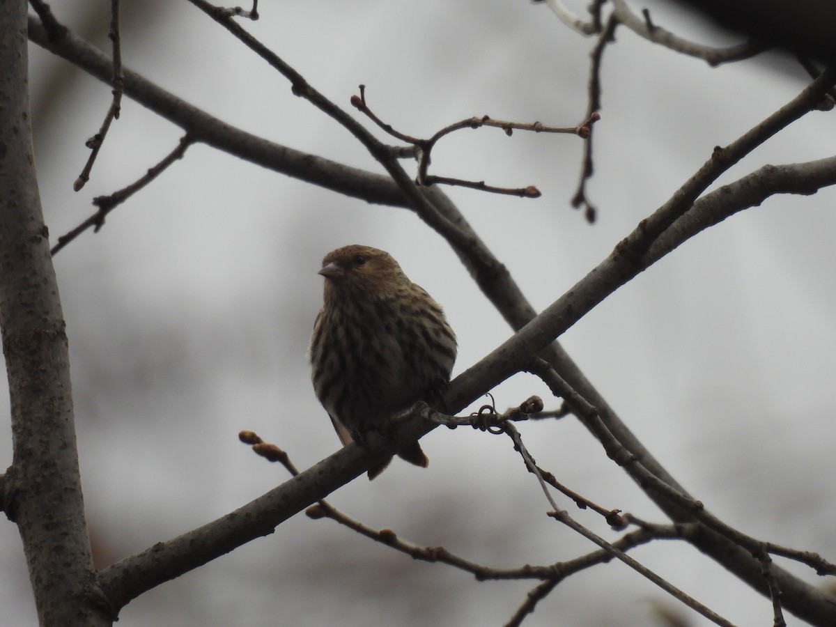 Pine Siskin - ML617753143