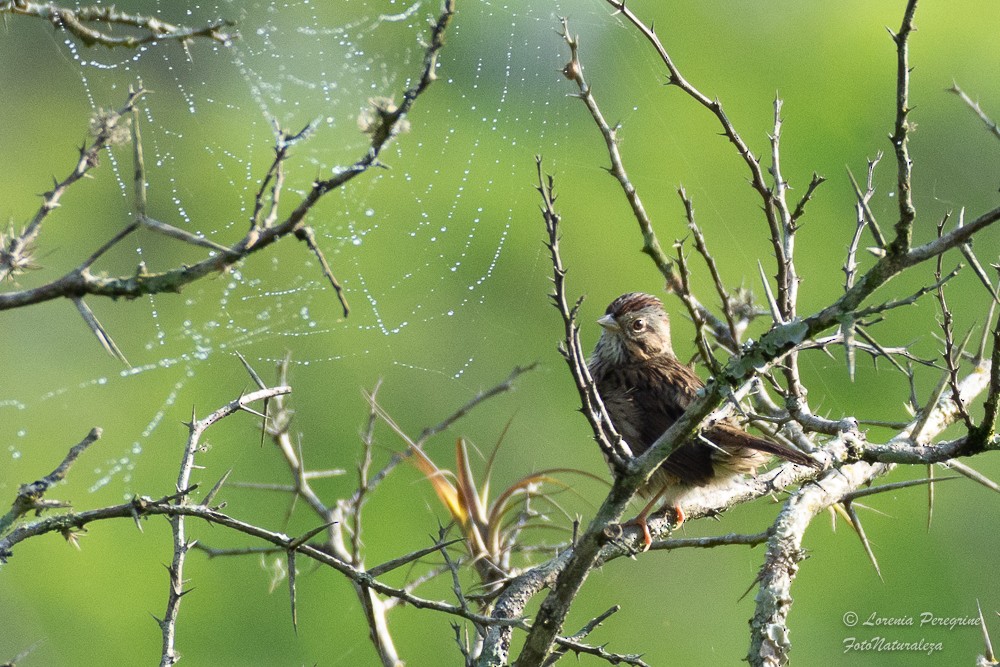 Lincoln's Sparrow - ML617753146