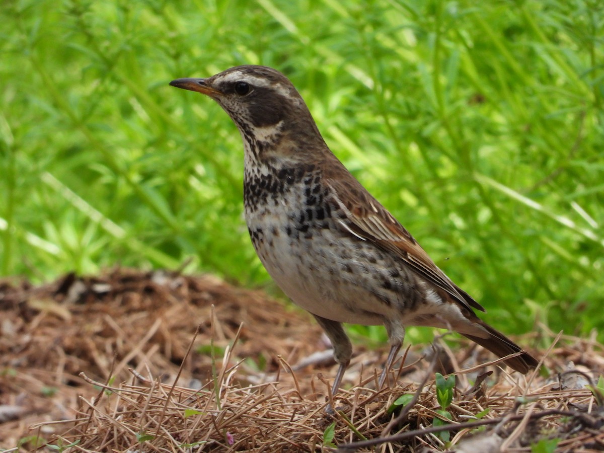 Dusky Thrush - Kirk Doerger