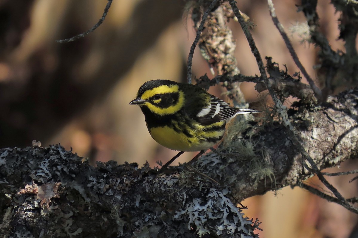 Townsend's Warbler - Guy L. Monty