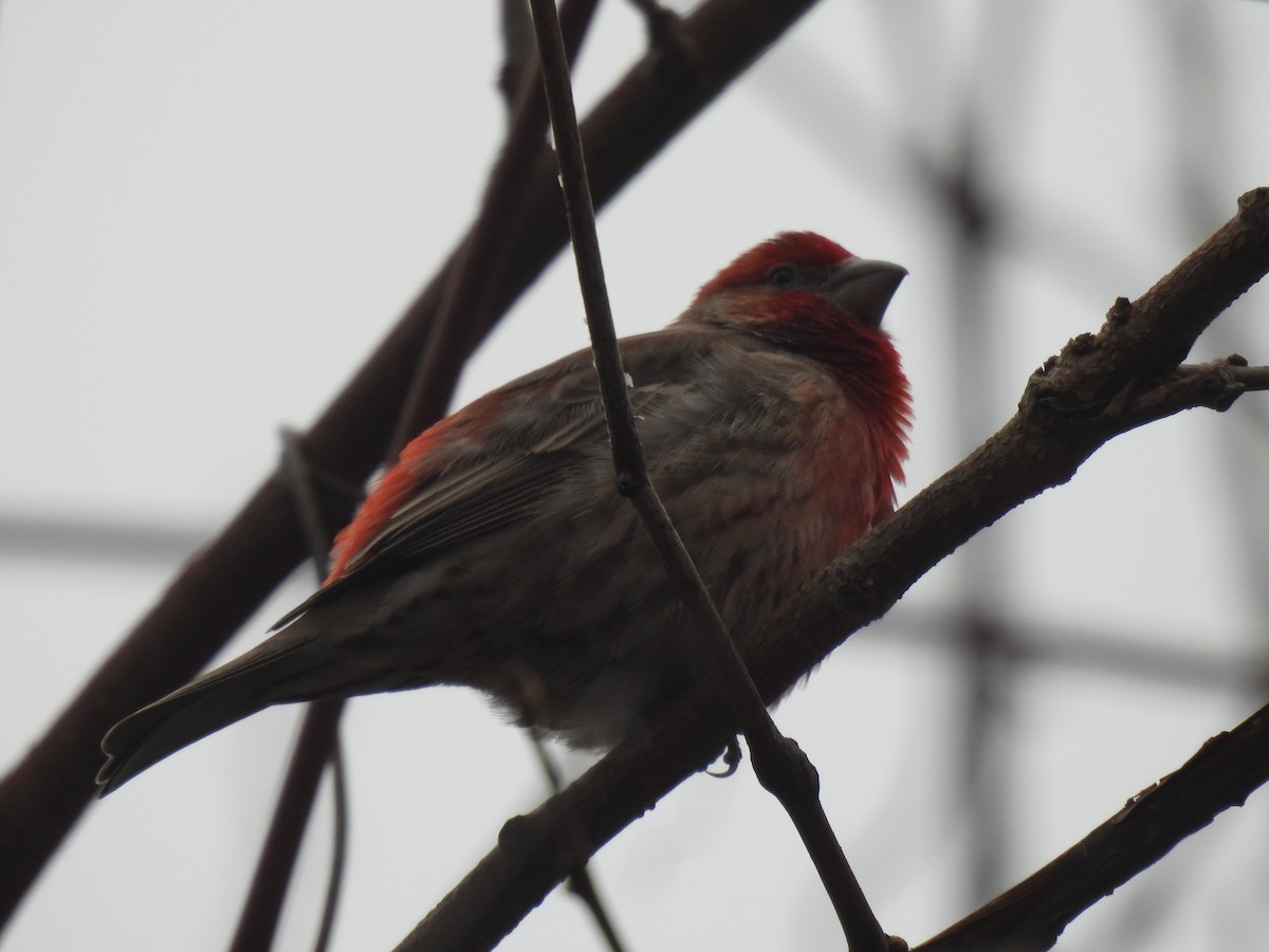 House Finch - ML617753198