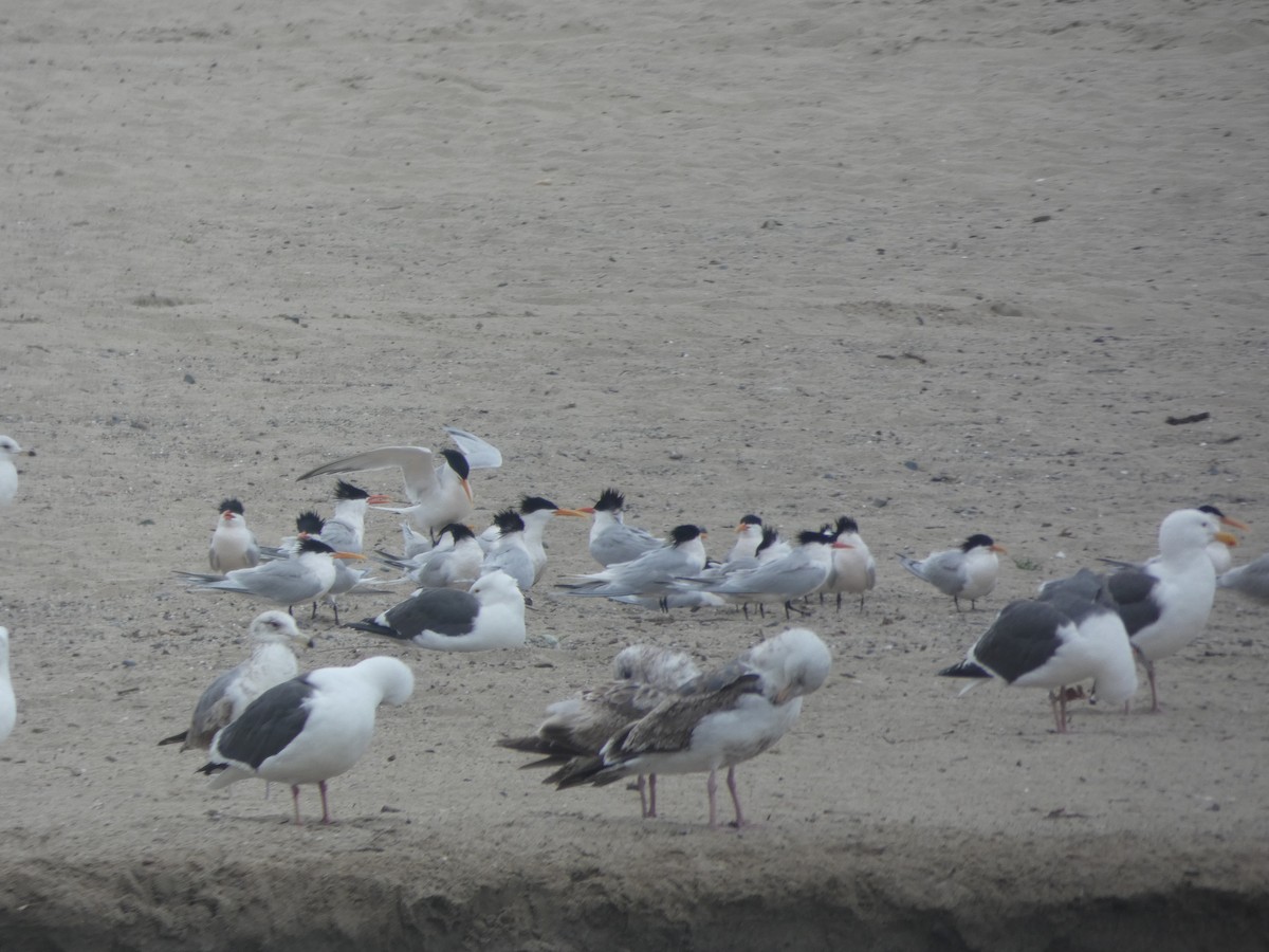 Elegant Tern - ML617753212