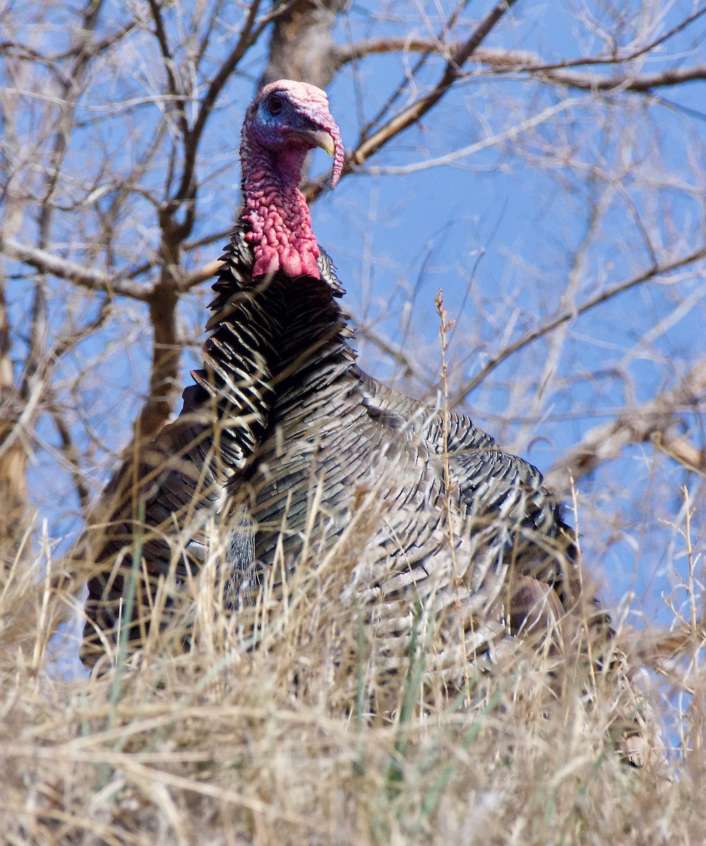 Wild Turkey - Trey Rogers