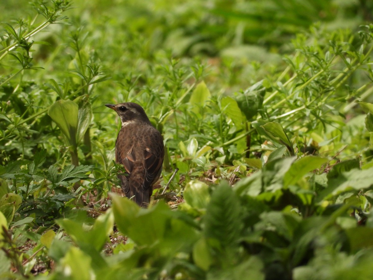 Dusky Thrush - Kirk Doerger