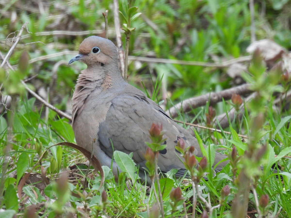 Mourning Dove - ML617753235