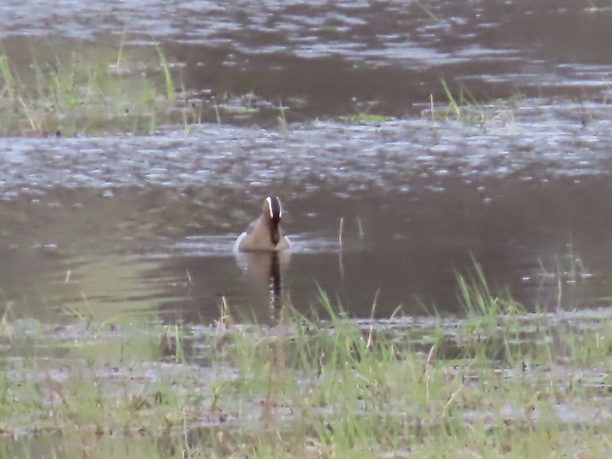 Garganey - Marjorie Watson