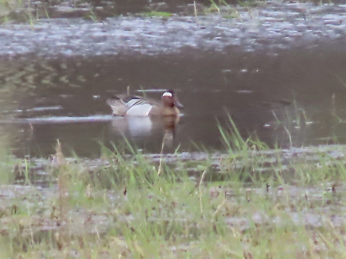 Garganey - Marjorie Watson