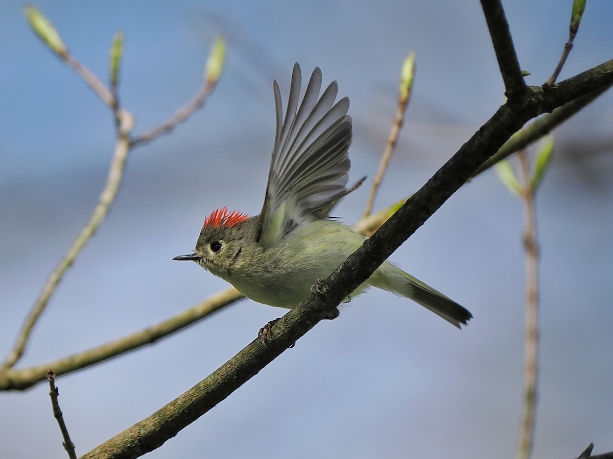 Ruby-crowned Kinglet - ML617753245