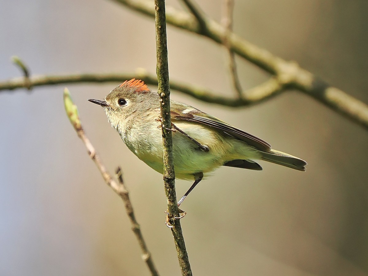 Ruby-crowned Kinglet - ML617753246