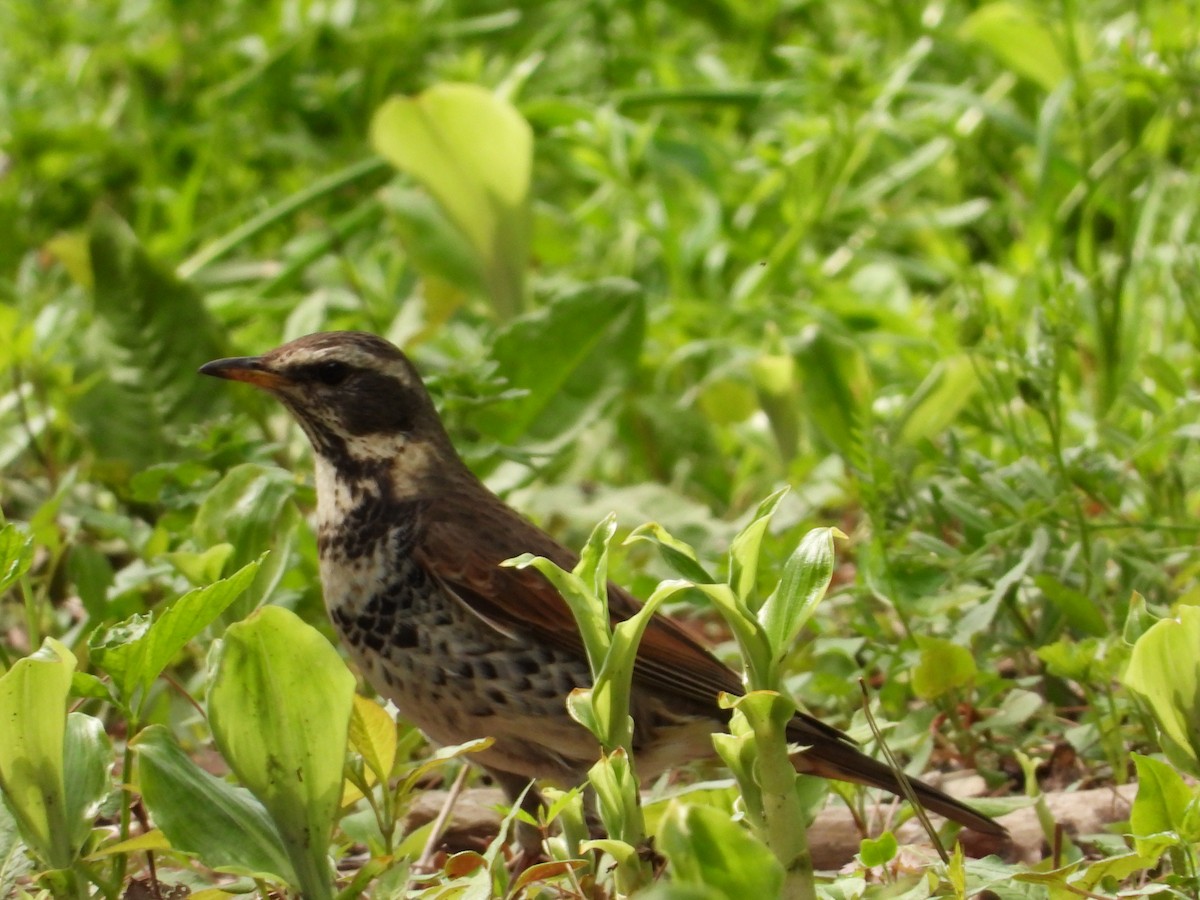 Dusky Thrush - Kirk Doerger