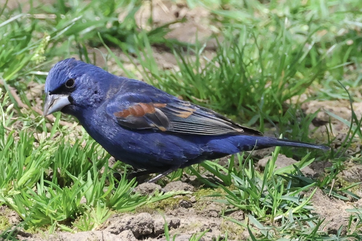 Blue Grosbeak - ML617753272