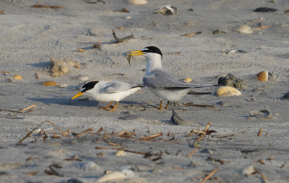 Least Tern - Aaron T