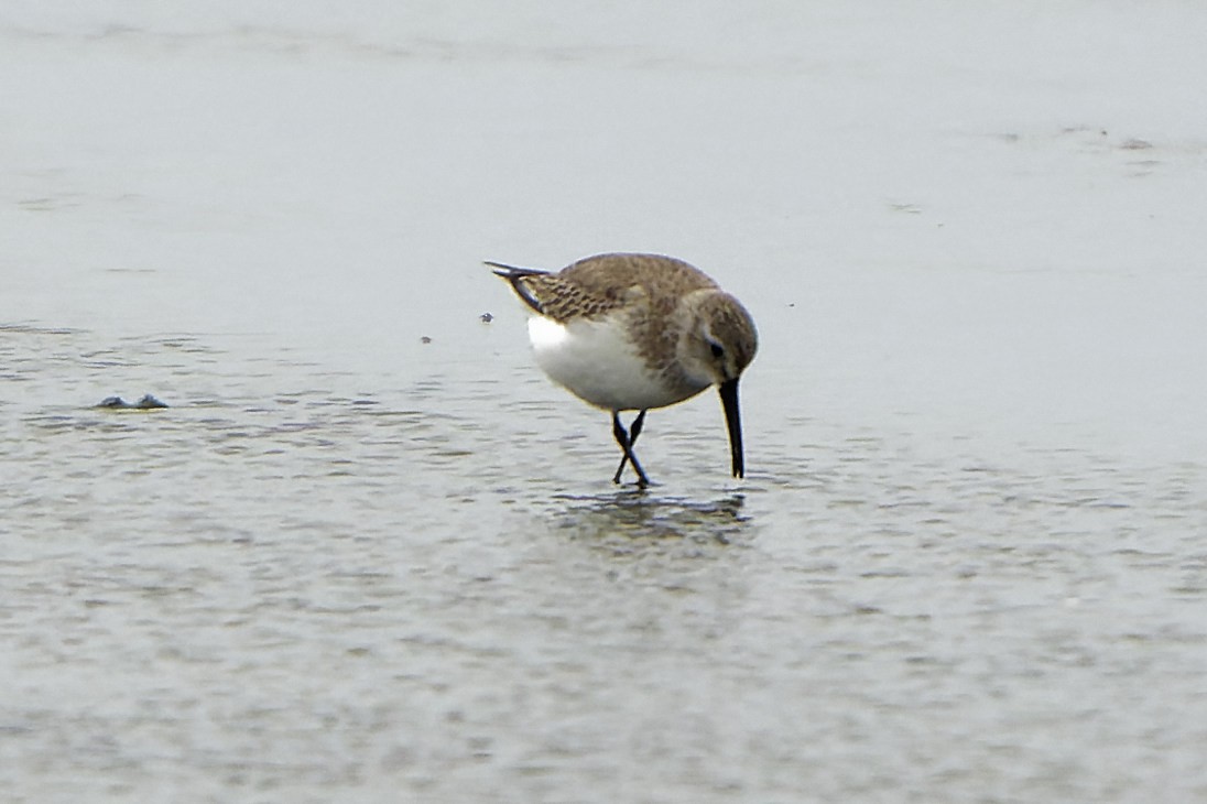 Dunlin - William Hemstrom