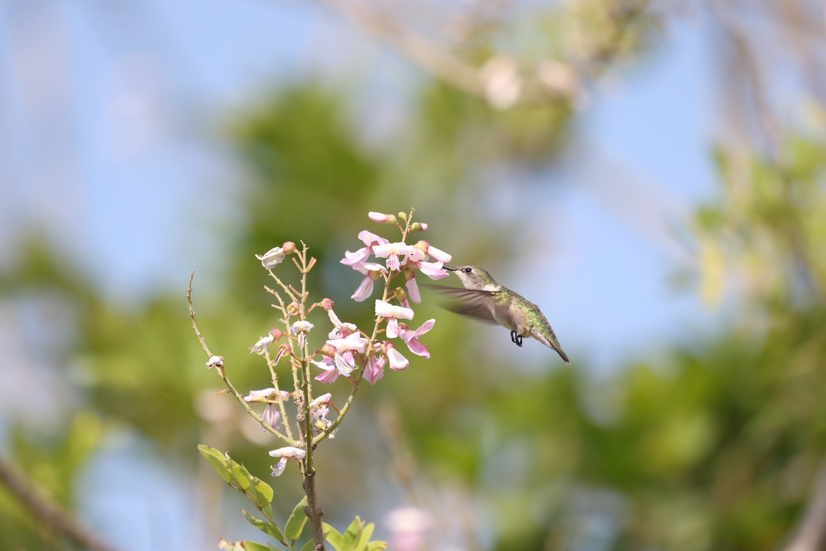 Ruby-throated Hummingbird - ML617753296