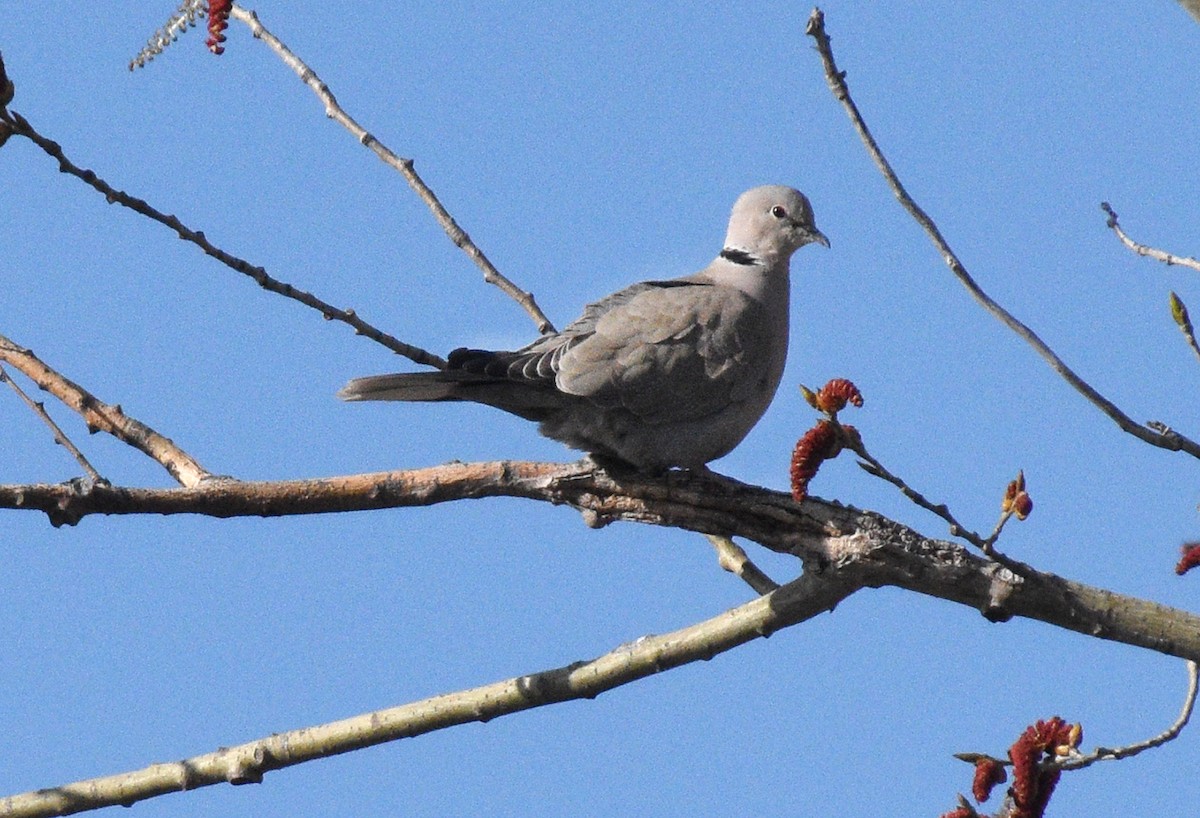 Eurasian Collared-Dove - Sandy Hokanson