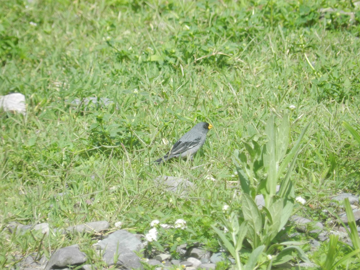 Band-tailed Seedeater - Martin Parisi