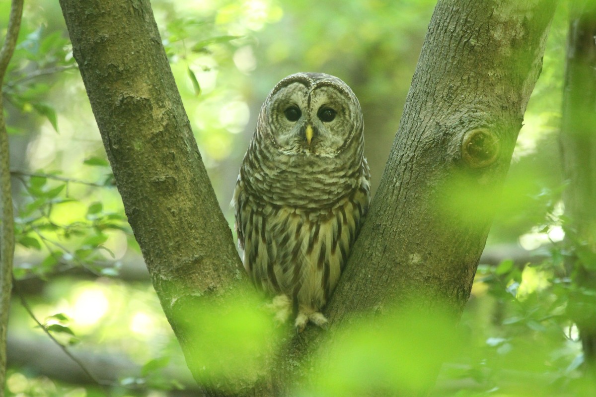 Barred Owl - ryan  doherty