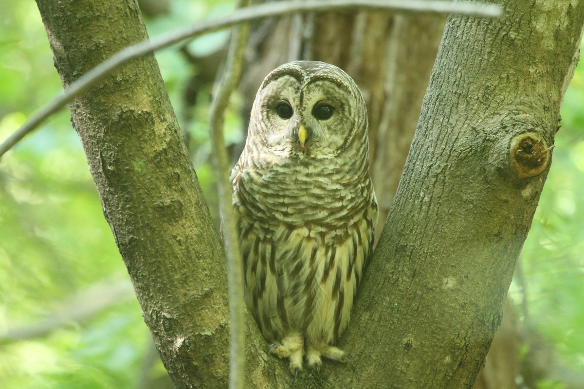 Barred Owl - ryan  doherty