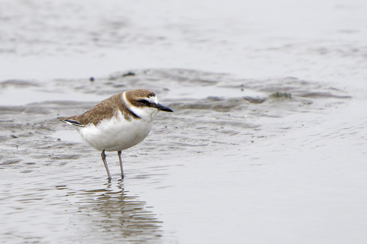 Kentish Plover - William Hemstrom