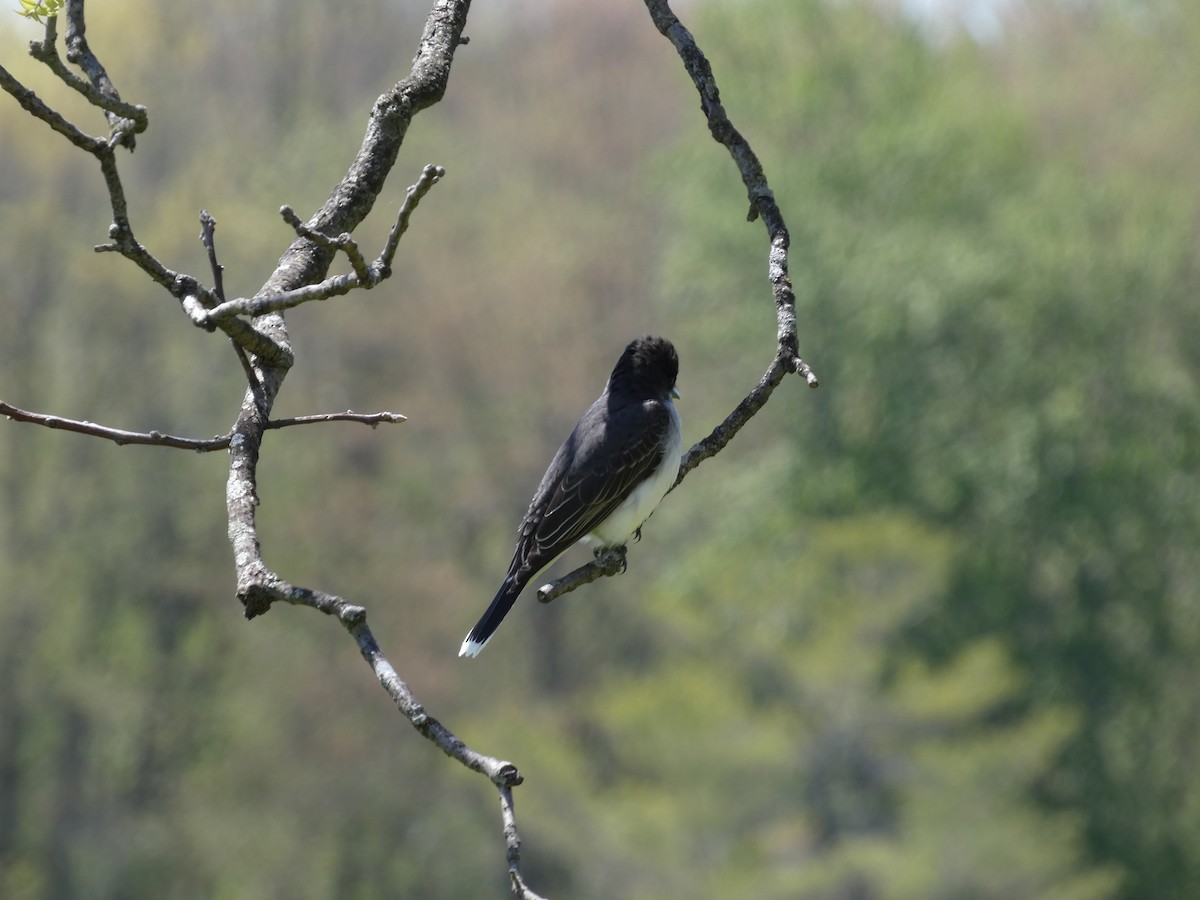 Eastern Kingbird - ML617753339