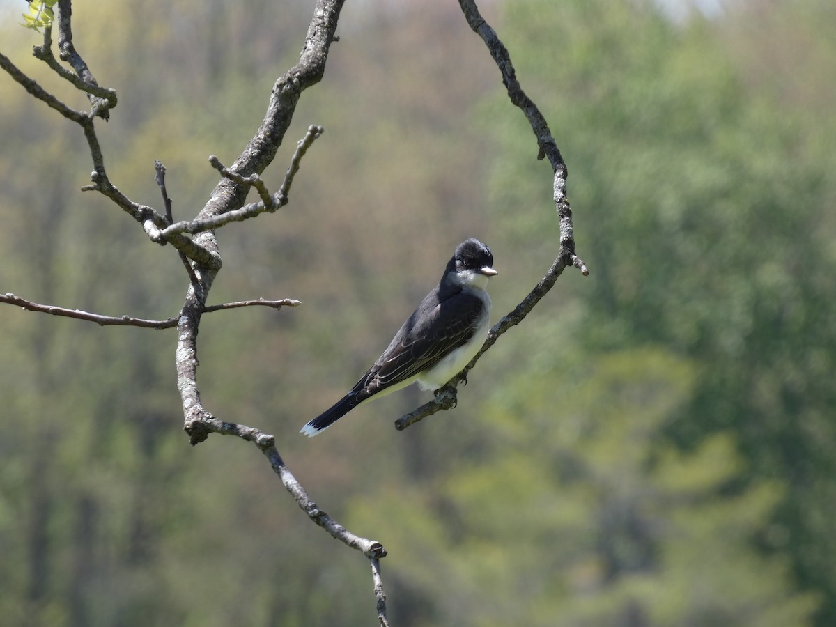 Eastern Kingbird - ML617753340