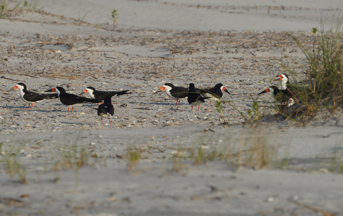 Black Skimmer - ML617753354