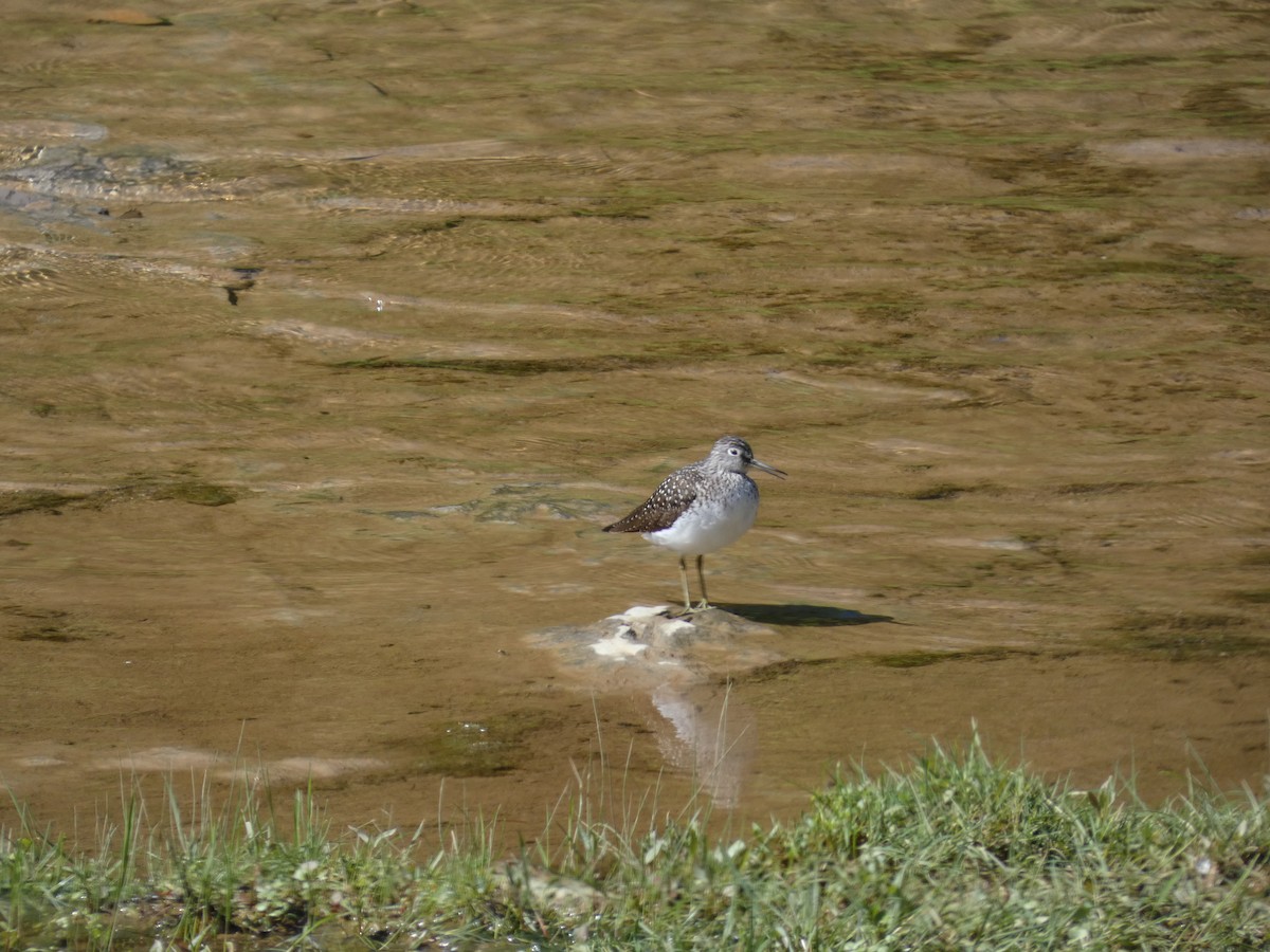 Solitary Sandpiper - ML617753372