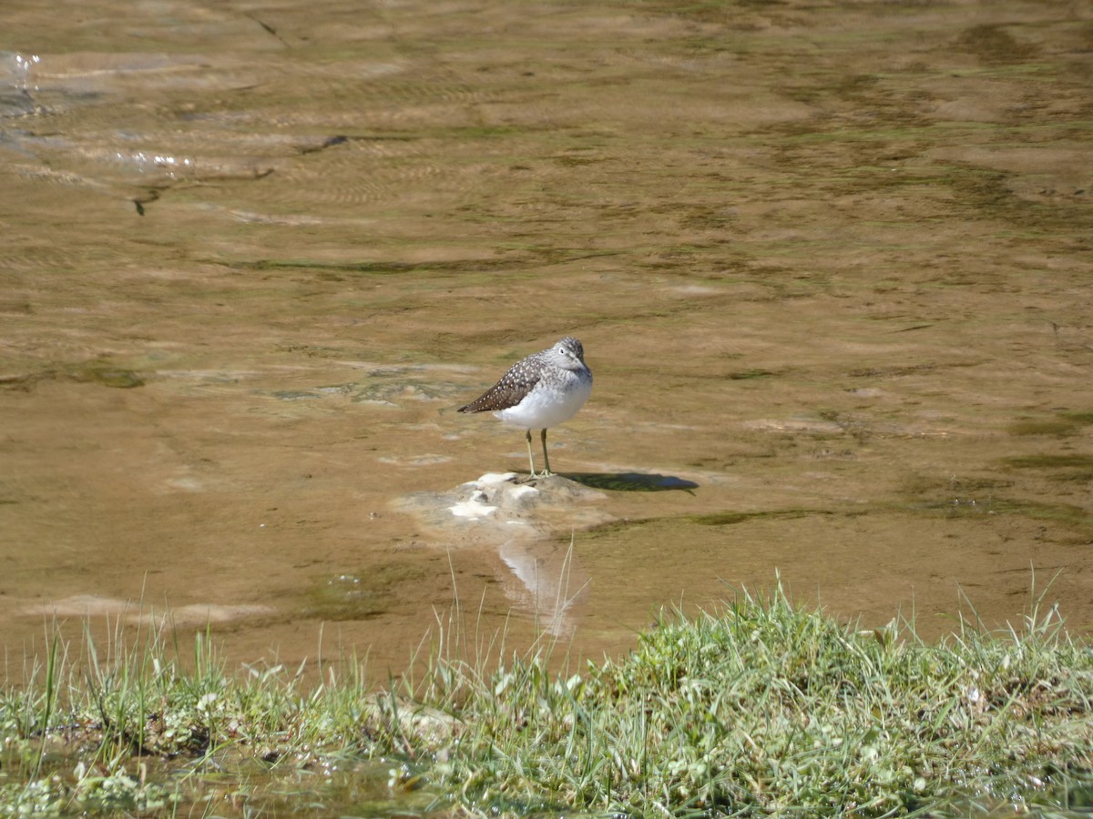 Solitary Sandpiper - ML617753373