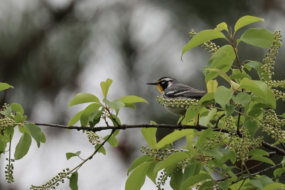 Yellow-throated Warbler - ML617753381