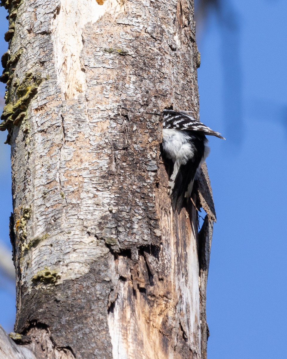 Downy Woodpecker - ML617753403