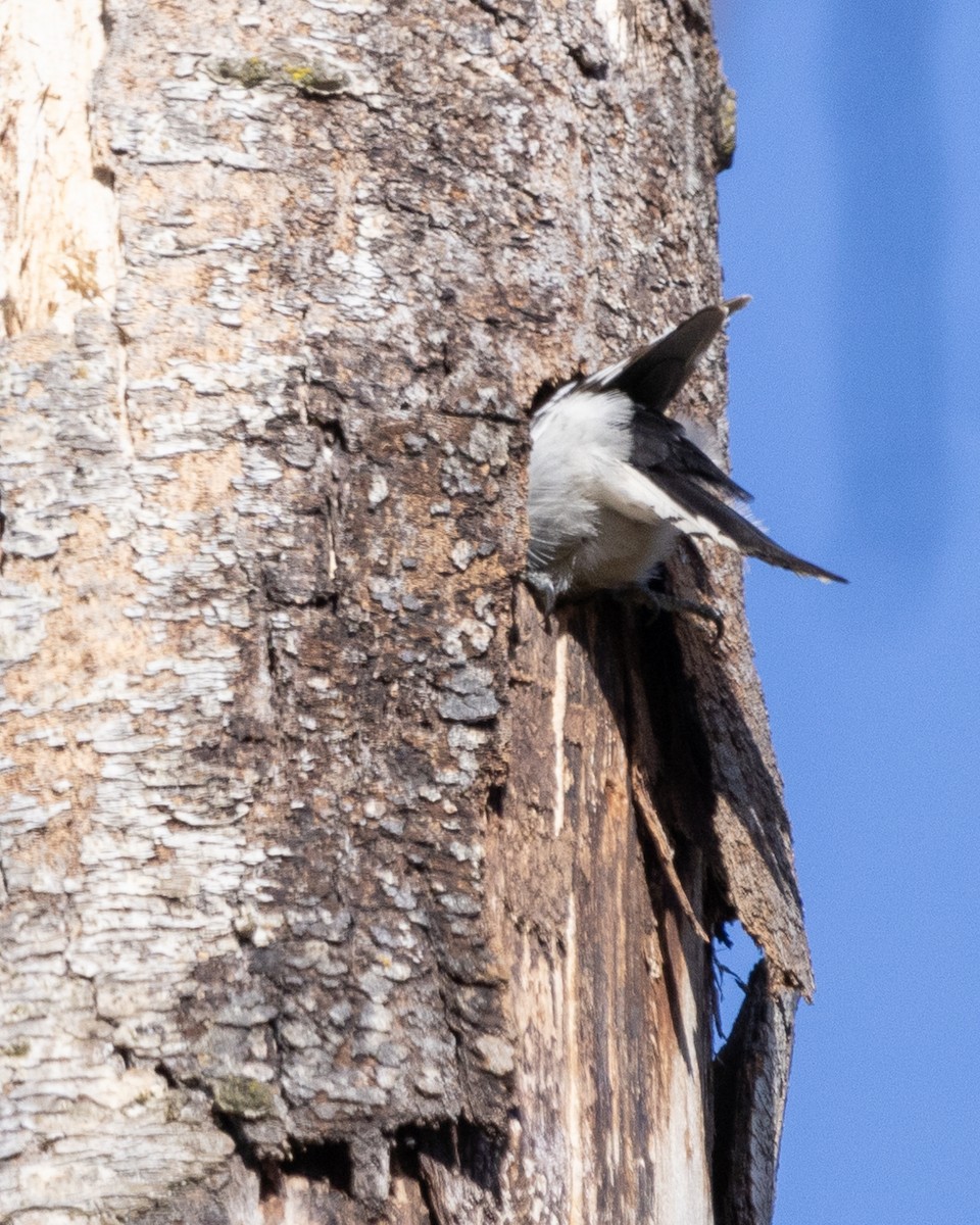 Downy Woodpecker - ML617753404