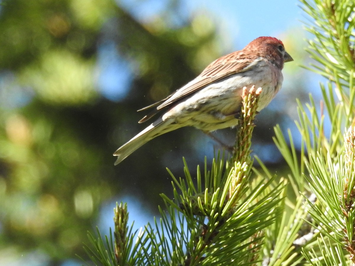 Cassin's Finch - ML61775341