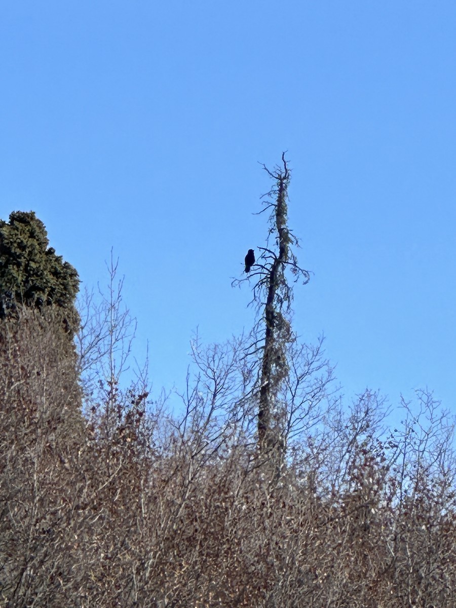 Common Raven - Anthony Newcomer