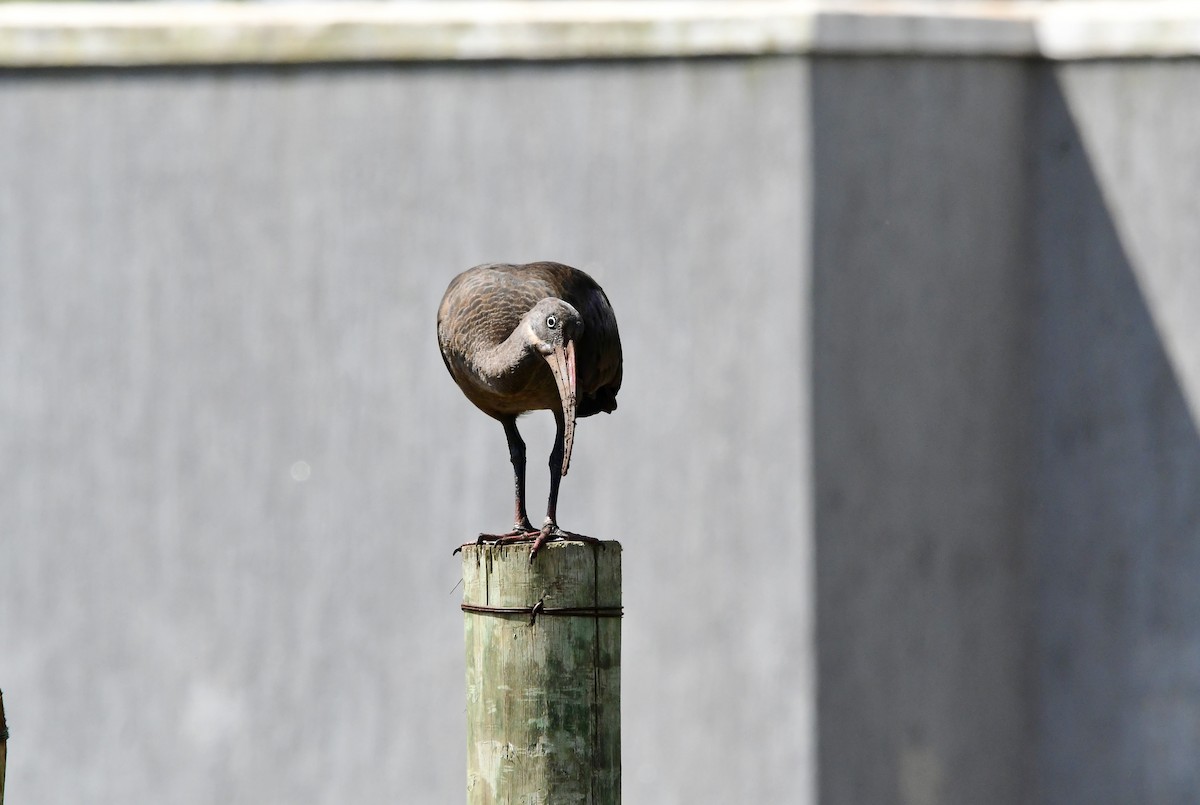 Hadada Ibis - Michaela Figari