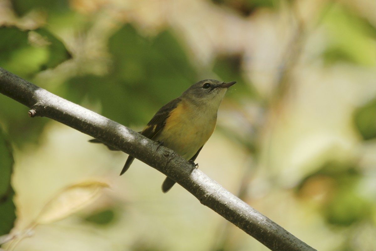 American Redstart - ML617753474