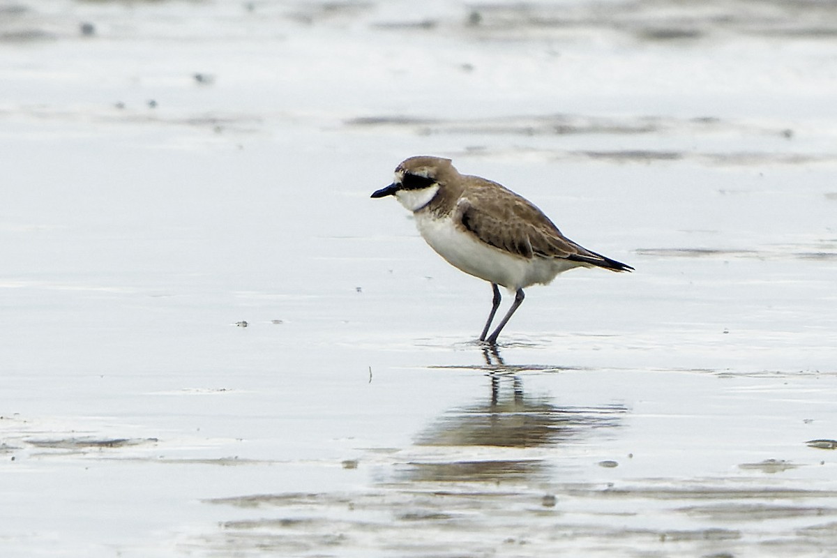 Siberian Sand-Plover - William Hemstrom