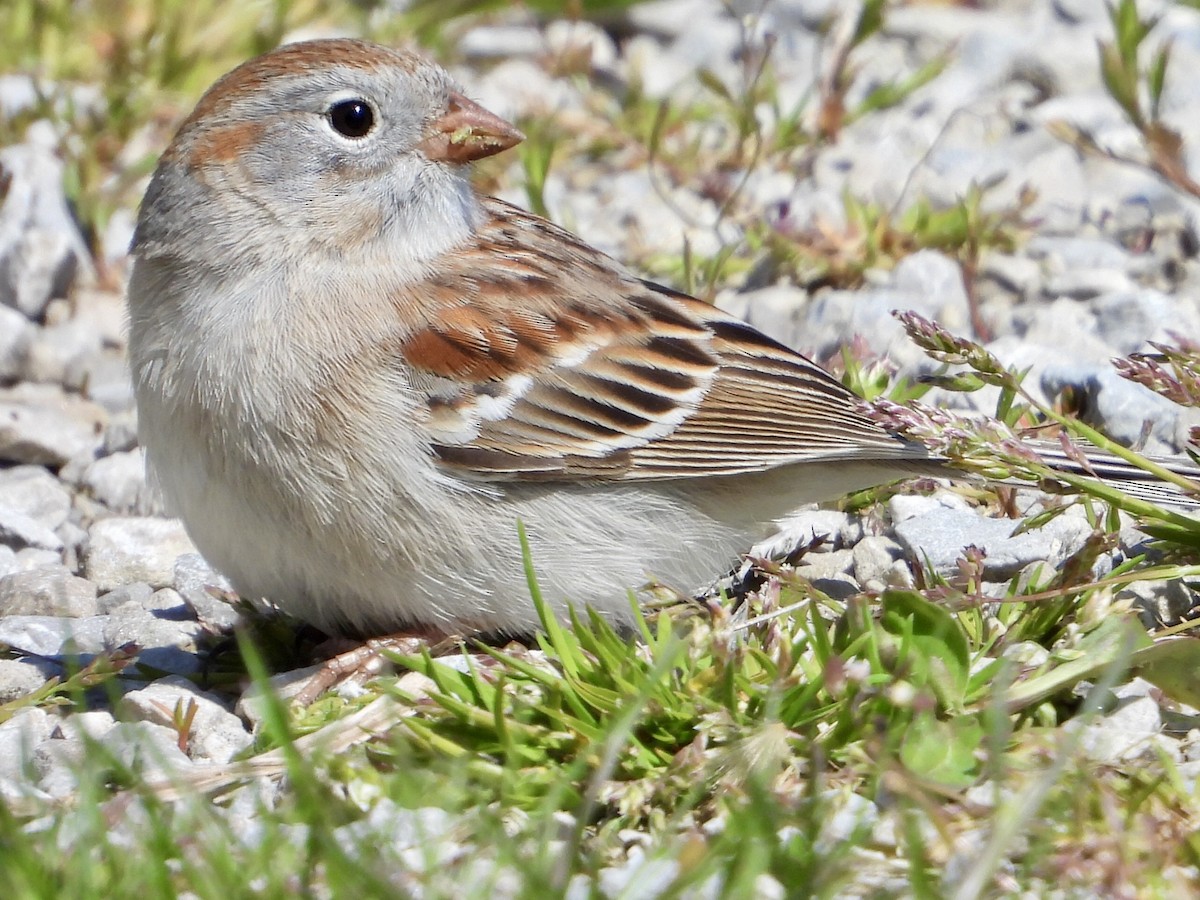 Field Sparrow - ML617753514