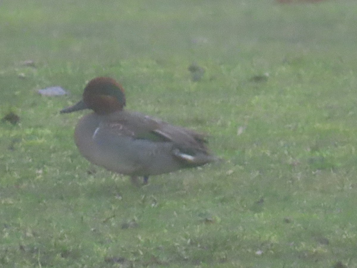 Green-winged Teal - ML617753522